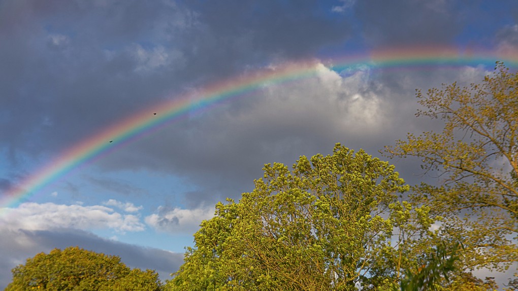 Birds in the rainbow